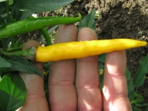 Cayenne Golden