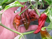 Bhut Jolokia Chocolate