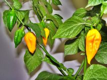 Fatalii Yellow