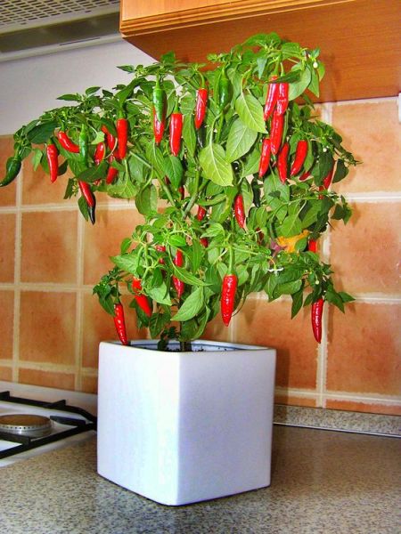 Chenzo chilli