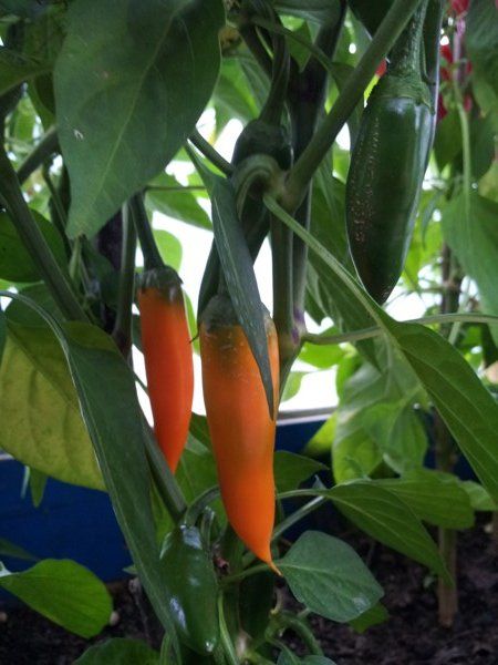 Bulgarian Carrot