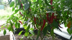 Cayenne