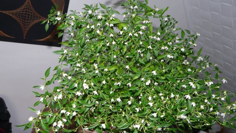 Bonsai chilli podruhé kvete