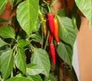 Habanero