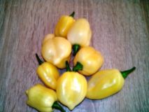 FATALII WHITE