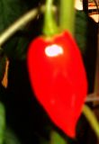 DSCN2176