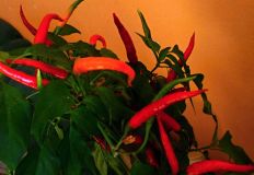 DSCN2181