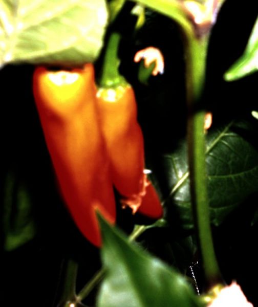 DSCN2169