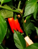 DSCN2170