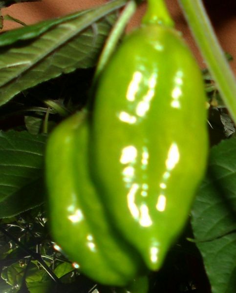 DSCN2193