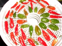DSCN2207