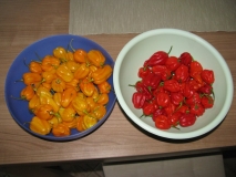 Sklizeň Habanero Yellow + Congo Trinidad