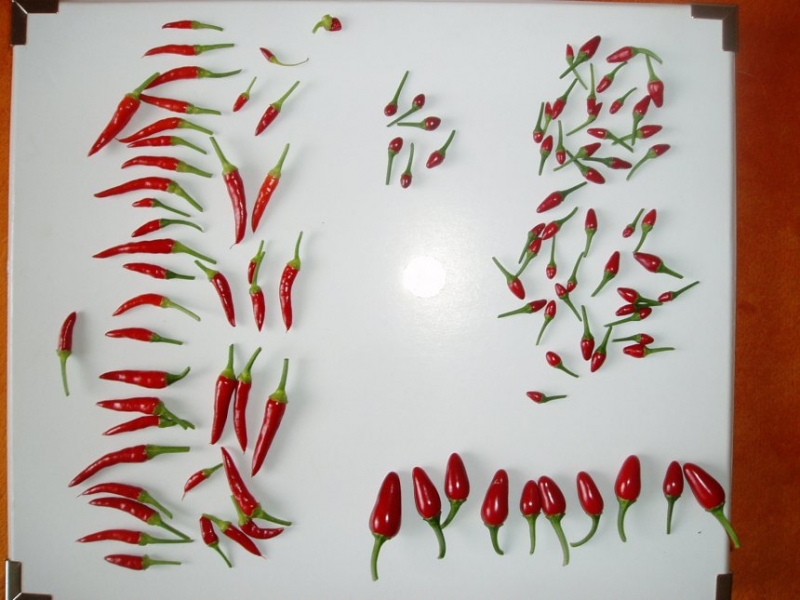 P1010013