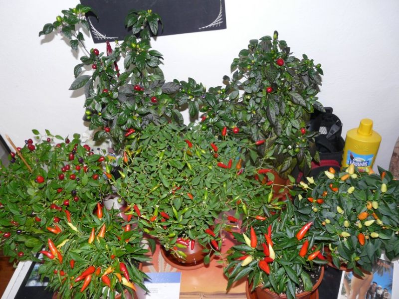 Windoor Chilli