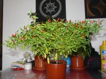 chilli "bonsai"