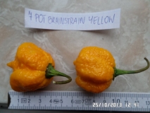 7 Pot Brainstrain Yellow