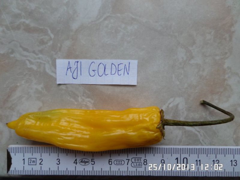 Aji golden