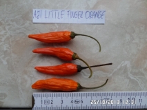 Aji Little Finger Orange