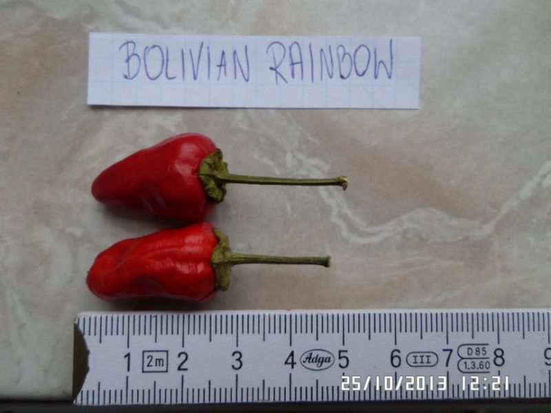 Bolivian Rainbow