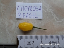 Cheyrosa brazil yellow