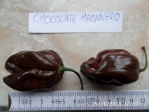 Chocolate Habanero