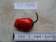 Red savina