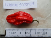 Trinidad Scorpion