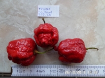 Moruga