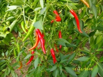 PepperKing N° 9