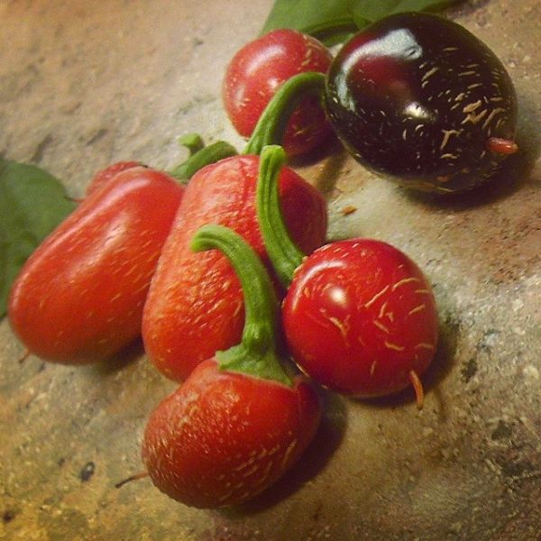 Jalapeno jalastar