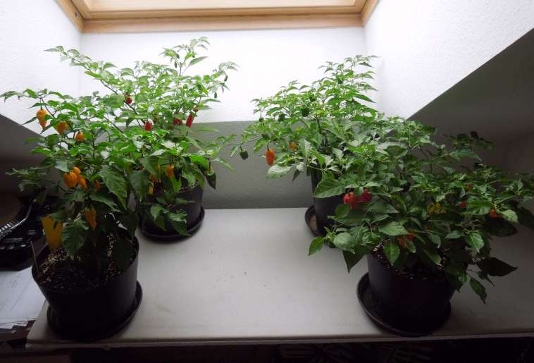 chilli home varianta