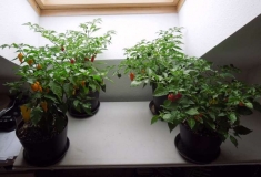 chilli home varianta