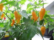 Fatalii Yellow home varianta 01