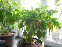 Fatalii Yellow home varianta 02