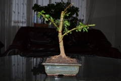 DSC 0152