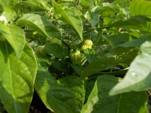 Habanero