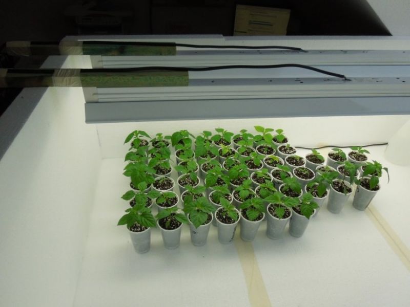 Den 26. po sazení upgrade growbox 02