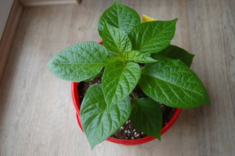 Habanero baby red