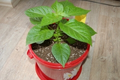 Habanero baby red