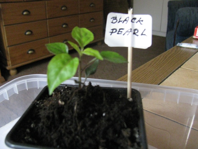 Black pearl