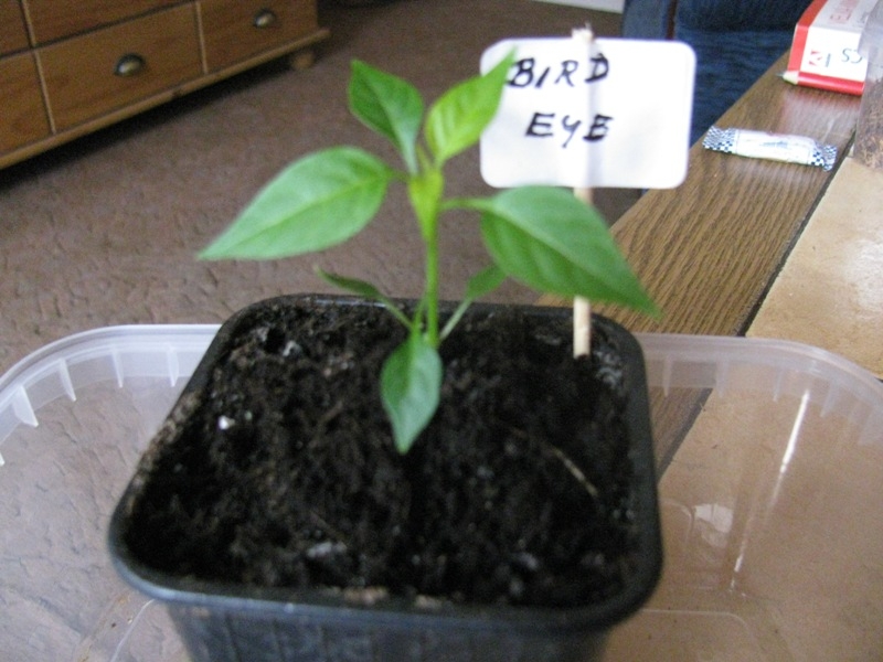 Bird eye baby