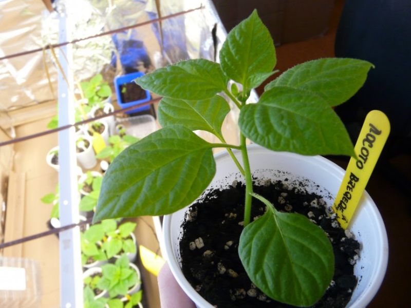 Rocoto 1