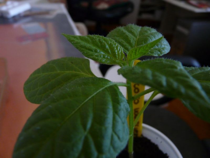 Rocoto 2