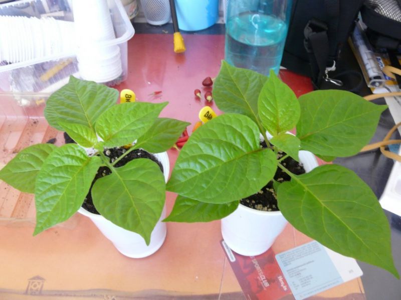 Bhut Jolokia White