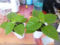Bhut Jolokia White