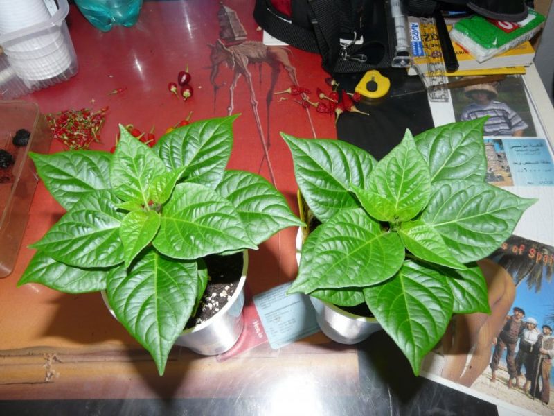Peito de Moca & Chupetinho Alaranjado