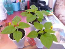 7POD Brainstrain