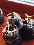 Blast Pepper