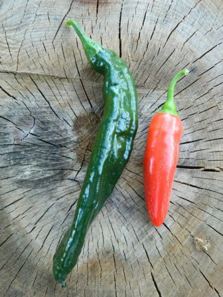Jalapeno a Pasilla Bajio (ešte nevyfarbené)