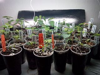 17.3.2014 nekteré se mi ze zloutnutí zmátořili jiné jsou horší ale furt rostou